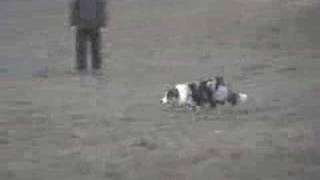 Border collie Devoted One  herding videoclip [upl. by Aseuqram]