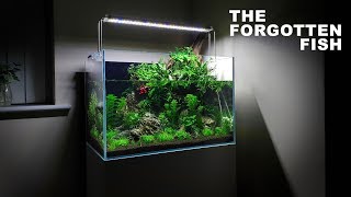 Betta Fish Aqua Terrarium Build  60cm Aquarium  Paludarium Aquascape [upl. by Roseline]