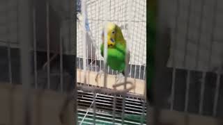 Green BuDgie [upl. by Alguire201]