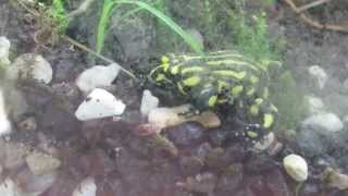 Corroboree Frog Feeding [upl. by O'Toole]