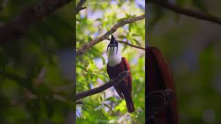 How This Is The Loudest Bird The White Bellbird 📢🔊🕊️ [upl. by Laurie]