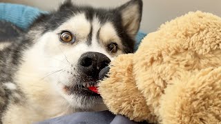 Husky Tried To YEET Me Out Of His Beanbag For Making Him Sneeze [upl. by Eadwine904]