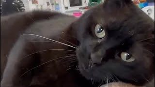 Major cat fight 😂😻 cat funny boxing straycats [upl. by Aziul]