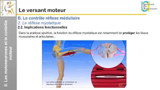 IV Le versant moteur Le contrôle réflexe médullaire 2 [upl. by Adolph]