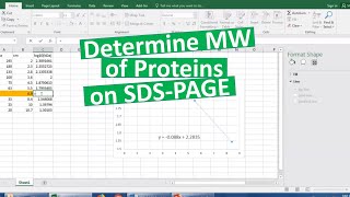 Determining MW of proteins on SDSPAGE [upl. by Rhiamon]