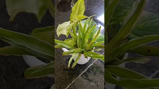 Indoorplants  propagate  easy growing  water gardening gardentips ytshort trending bangla [upl. by Ebsen]