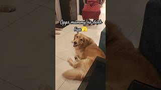 Privacy nahi hey😡😞dog doglover goldenretiever [upl. by Ellette31]