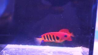 Mated Pairs Flame Angelfish at Pacific East Aquaculture [upl. by Panchito]