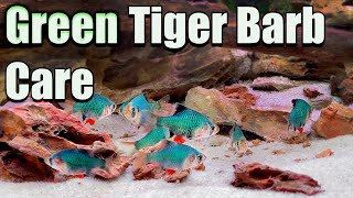 The Ultimate Green Fish Green Tiger Barb Care and Breeding [upl. by Feodora]