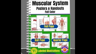 Muscular System Posters and Handouts Preview Video [upl. by Yesnyl]