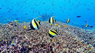 Diving Nusa Lembongan Bali Indonesia [upl. by Haletta215]