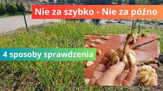 Czosnek Czas zbioru 4 metody sprawdzenia kiedy [upl. by Otila693]