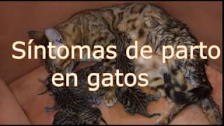 síntomas de parto en gatos 🙀 [upl. by Mildrid]