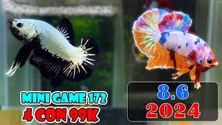 86 MINI GAME 172  MUA 4 CON GIÁ 99K  ZL O9433OO365  ĐỢT Cá BETTA NEMO GLX 261361 [upl. by Accissej]