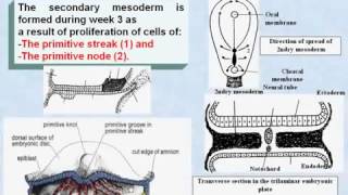 21 General Embryology Development of 2ndry Mesoderm [upl. by Marlane]