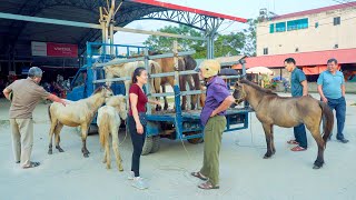 Buying Horses From Farmers  Use Truck Transport Horse Goes To Market Sell  My Farm Đào [upl. by Nahtanha589]