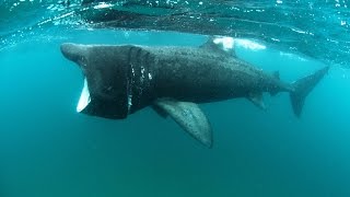 Close encounters with Irelands basking sharks  Travel TV  Independentie [upl. by Bushore]