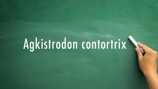 How to pronounce Agkistrodon contortrix [upl. by Mayhs]