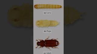 Tribolium castaneumred flour beetle [upl. by Lellih]