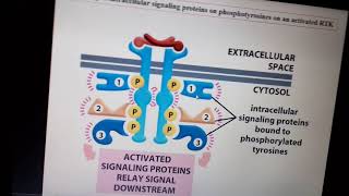 Intercellular Signaling part 4 [upl. by Suoicerpal57]