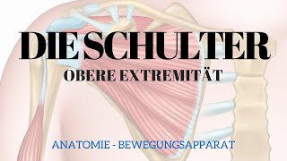 Anatomie der Schulter  Bewegungsapparat 1 [upl. by Linad]