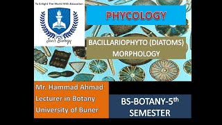 BACILLARIOPHYTA DIATOMS MORPHOLOGY [upl. by Tisbee]