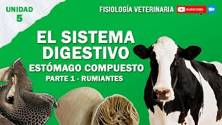 FISIO2UNIDAD5SISTEMADIGESTIVOCOMPUESTO [upl. by Nwahsak]