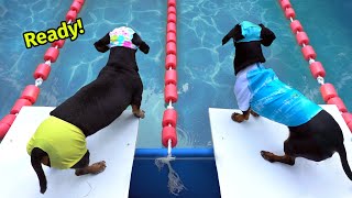 The Wienerlympics  Cute amp Funny Wiener Dog Video [upl. by Nyletac]