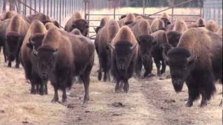 Bison Farm [upl. by Vachel545]