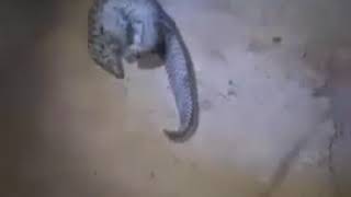 Pangolin poaching the brutal reality [upl. by Amak966]