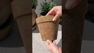 Aging Terracotta Pots with Garden Lime diyprojects gardeningtips terracottapots diy [upl. by Decima286]