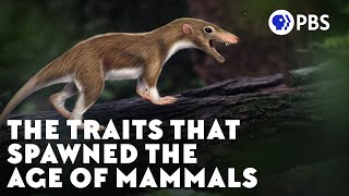 The Traits That Spawned the Age of Mammals [upl. by Hooker]