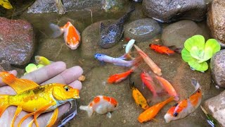 catch colorful ornamental fish betta fish koi fish channa manfish catfishguppymollyturtles [upl. by Zeculon404]