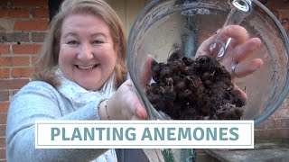 Planting Anemones  Sowing Anemone Corms Bulbs  Rescuing Rotten Bulbs [upl. by Inig240]