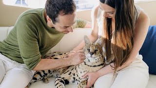 Things Nobody Will Tell You About Having an African Serval [upl. by Pricilla104]