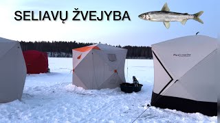 APIE SELIAVŲ ŽVEJYBA ATVIRAI 2024 [upl. by Quincey]