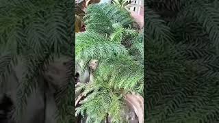 Araucaria plant [upl. by Ahsirak]