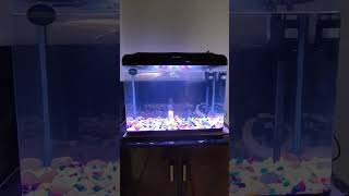 arowana fish tank setuppeacokbass aquarium aquariumsetup arowana fishtank arowanafish [upl. by Kasper]