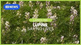 Lupins a new weapon in the fight against malnutrition in seniors in aged care Landline  ABC News [upl. by Ennovahs]