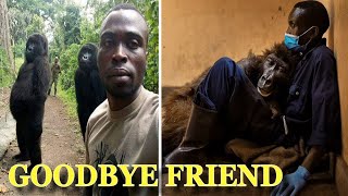 Goodbye Ndakasi Viral Selfie Gorilla Lived Happily With Rangers in Congo [upl. by Sucramrej]