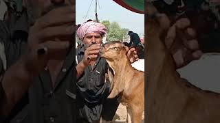 Sahiwal Mandi Update on BAHAWAL SHER Bakra TV bahawalsherbakratv goat shorts [upl. by Windham688]