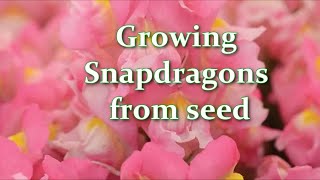 How to grow snapdragons or antirrhinum from seed  Alexas Garden [upl. by Noscire]