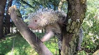 PrehensileTailed Porcupine Bebeto Cronch Snacks [upl. by Sashenka]