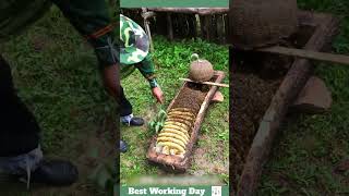 Best working day 2193 The process of removing honeycomb from a beehive in the form of logs [upl. by Ashti]