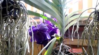 Vanda orchids in my shadehouse [upl. by Pius178]