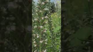 Echium Italicum  Viper Bugloss gardening plants history funfacts horticulture funfacts [upl. by Gerbold]