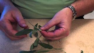 Propagation by Cutting [upl. by Mintun]