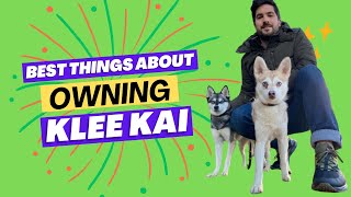 6 Best Things About Owning Alaskan Klee Kai [upl. by Belford144]