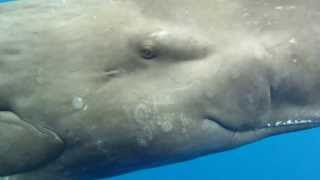 Eye to Eye with a Sperm Whale [upl. by Elram]