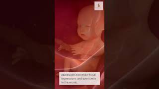 Amazing Things Babies Do in the Womb [upl. by Magnien]